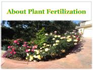 About Plant Fertilization
