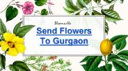 Send Flowers To Gurgaon By Bloomsvilla