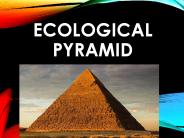 Ecological Pyramid | CBSE | HINDI