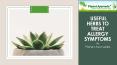 Useful Herbs to Deal with Allergy Symptoms PowerPoint PPT Presentation