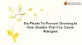 Six Plants To Prevent Growing In Your Garden That Can Cause Allergies PowerPoint PPT Presentation