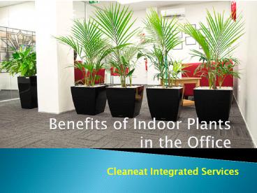 Benefits of Indoor Plants in the Office