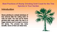 Gold Coast Tree Lopping