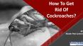 How To Get Rid Of Cockroaches? PowerPoint PPT Presentation
