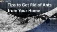 Tips to Get Rid of Ants from Your Home PowerPoint PPT Presentation