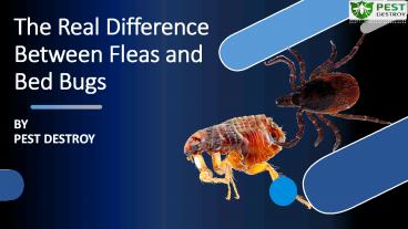 The Real Difference Between Fleas and Bed Bugs