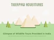 Wildlife Tour Packages Provided in India