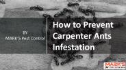 How to Prevent Carpenter Ants Infestation
