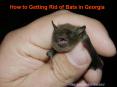 Getting Rid Of Bats In Attic PowerPoint PPT Presentation
