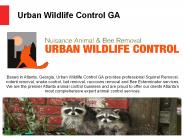 Raccoon Removal Service Atlanta
