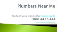 Tree Root Invasion by the Certified Plumbers Near Me