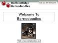 Bernedoodles Puppies PowerPoint PPT Presentation