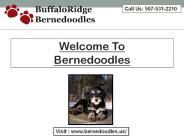 Bernedoodles Puppies
