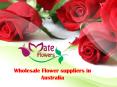 Wholesale Flower suppliers in Australia PowerPoint PPT Presentation