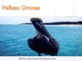 Pelican Drones PowerPoint PPT Presentation