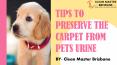 Tips To Preserve The Carpet From Pets Urine PowerPoint PPT Presentation