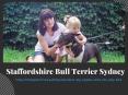 Staffordshire Bull Terrier Sydney PowerPoint PPT Presentation