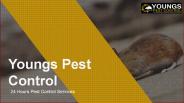 24 Hour Professional Pest Control Services