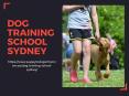Dog Training School Sydney PowerPoint PPT Presentation