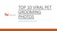 TOP 10 VIRAL PET GROOMING PHOTOS PowerPoint PPT Presentation