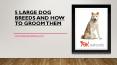 5 LARGE DOG BREEDS AND HOW TO GROOM THEM PowerPoint PPT Presentation
