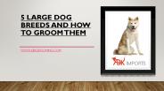 5 LARGE DOG BREEDS AND HOW TO GROOM THEM