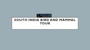 South india bird and mammal tour