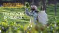 TEA ESTATES IN NILGIRIS PowerPoint PPT Presentation