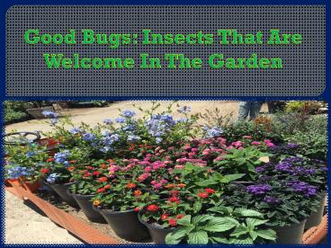 Good Bugs: Insects That Are Welcome In The Garden