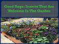 Good Bugs: Insects That Are Welcome In The Garden PowerPoint PPT Presentation