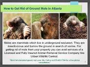 Ground Mole Removal Service Atlanta