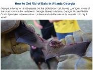 Bat Removal Services Atlanta