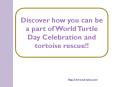 Discover how you can be a part of World Turtle Day Celebration and tortoise rescue!! PowerPoint PPT Presentation