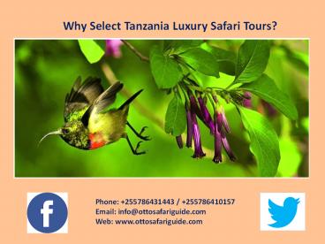 Why Select Tanzania Luxury Safari Tours?