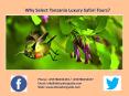 Why Select Tanzania Luxury Safari Tours? PowerPoint PPT Presentation