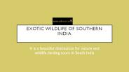 exotic wildlife of southern india