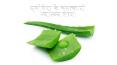 Aloe Vera ke Fayde PowerPoint PPT Presentation