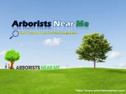 Arborists Near Me