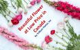 Beautiful Flower at Low Price in Canada by Trillium Florist, Inc