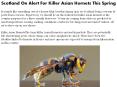 Scotland On Alert For Killer Asian Hornets This Spring PowerPoint PPT Presentation