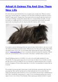 Adopt A Guinea Pig And Give Them New Life PowerPoint PPT Presentation