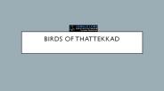 Birds of thattekkad