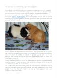 MAKING YOUR CAVY COMFORTABLE: BED FOR GUINEA PIG PowerPoint PPT Presentation