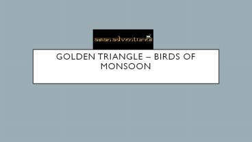 Golden triangle birds of monsoon