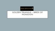 Golden triangle birds of monsoon