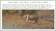 Online Jungle safari booking in Tadoba National Park near Chandrapur
