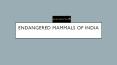 Endangered mammals of india PowerPoint PPT Presentation