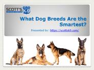 What Dog Breeds Are the Smartest?