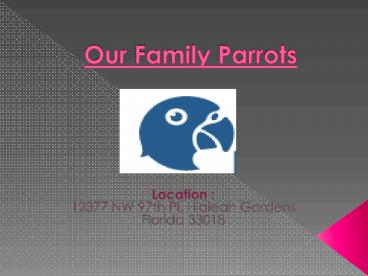 Pionus Parrot for Sale - Our Family Parrots