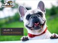 Galvanized & Steel Dog Runs Cork, Ireland - Dog Runs Dublin | Hayes Modular PowerPoint PPT Presentation